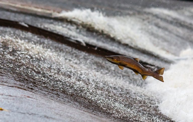 Salmon Jumping Upstream