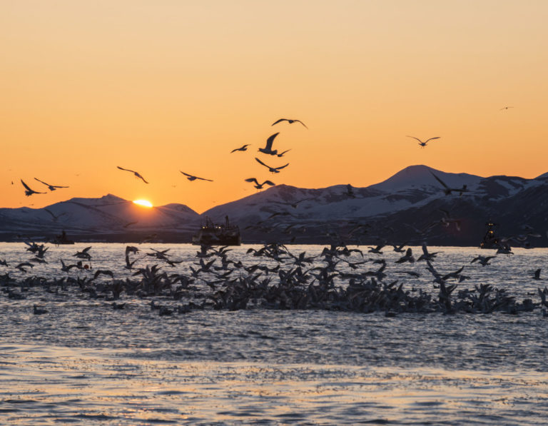 Gulls swarm on a school of herring